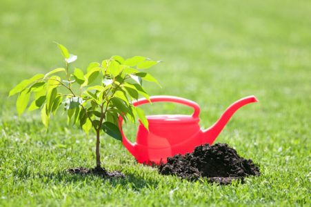 What You Need to Know About Planting a Tree Image
